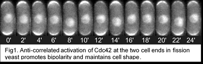 Image of anti-correlated activation of CDC41 at the two cell ends in fission yeast.