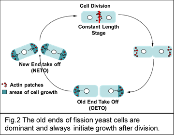 The old ends of fission yeast cells initiating growth after division