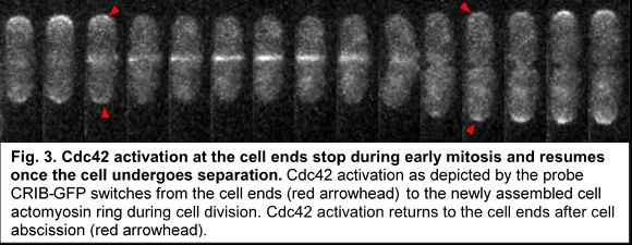 Cdc42 at the cell ends during early mitosis and after separation