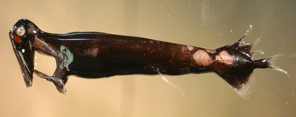 A deep-sea dragonfish