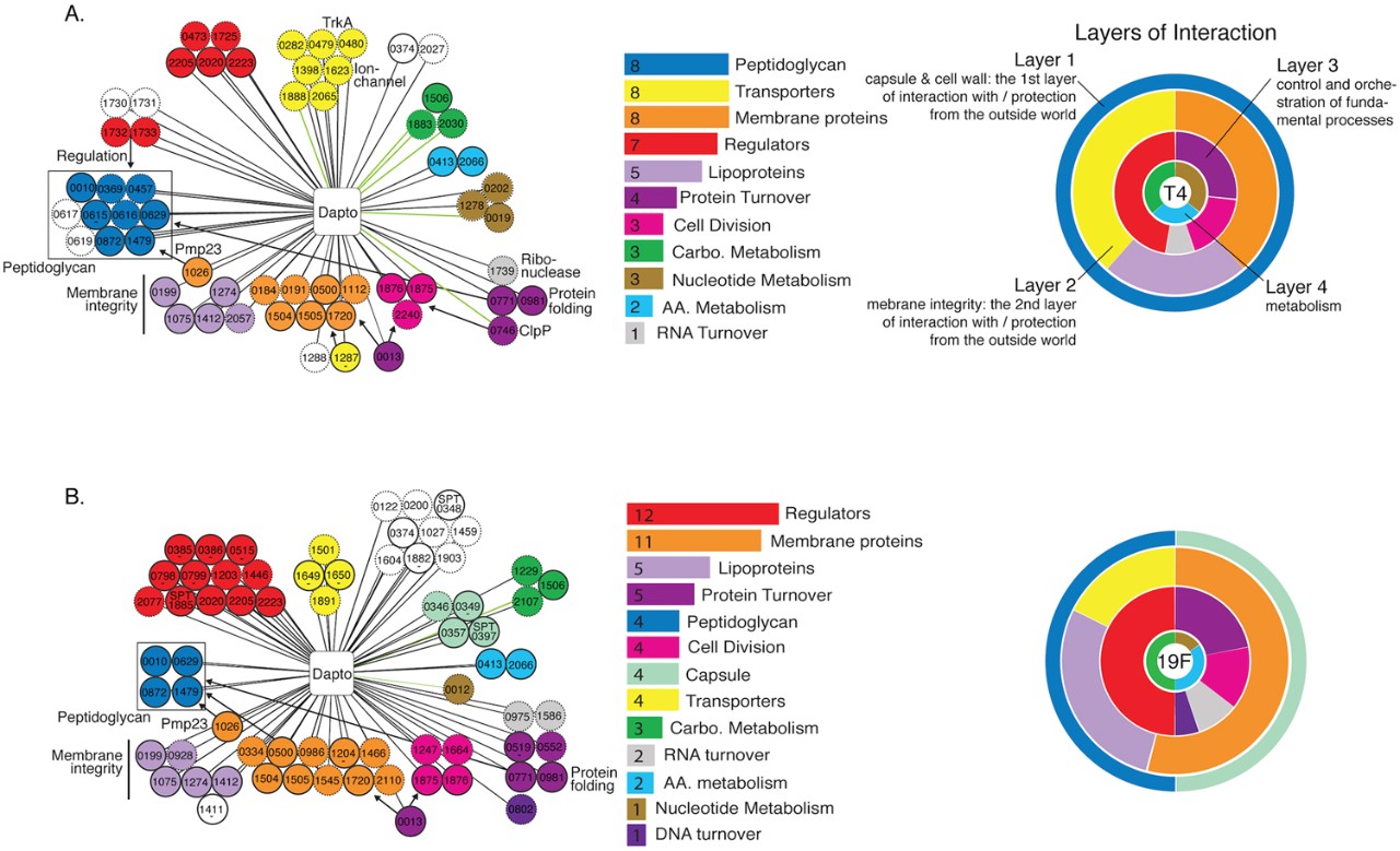 bacteria-strains