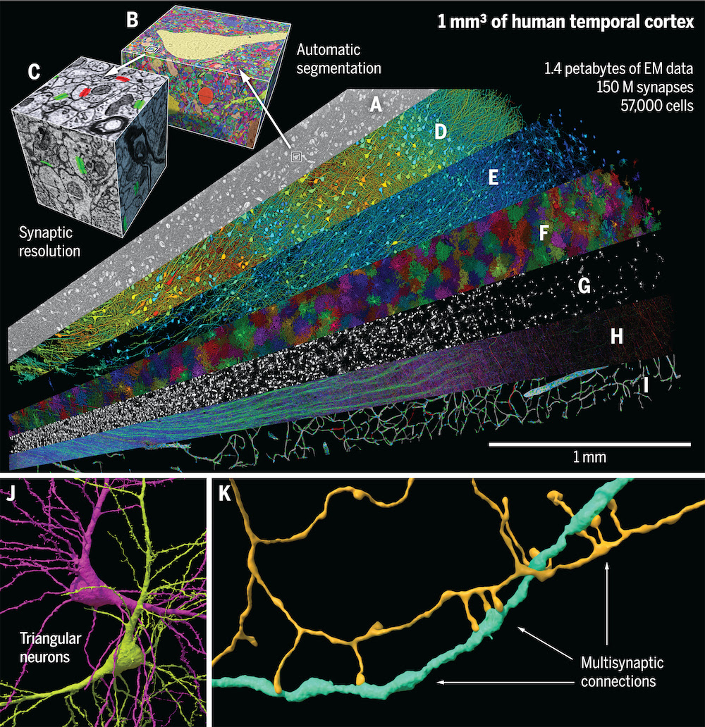 Neuron diagram