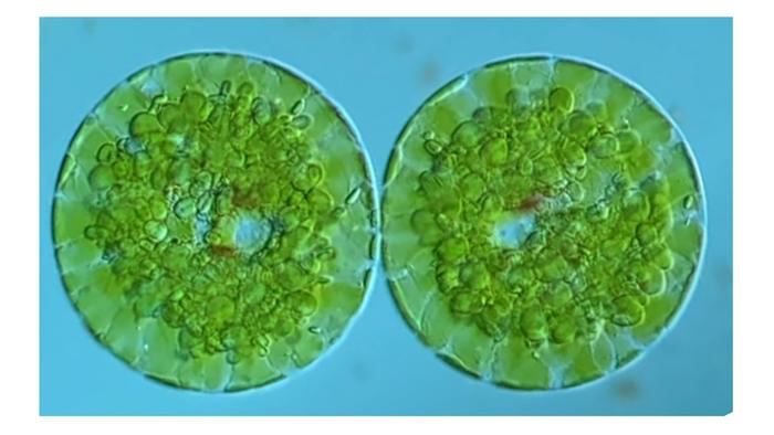 Eeuglenoid Cysts as filmed by Fabian Weston.