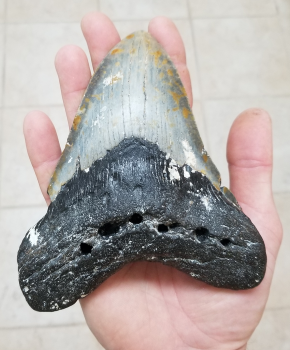 Megaladon tooth - Xingchen Wang