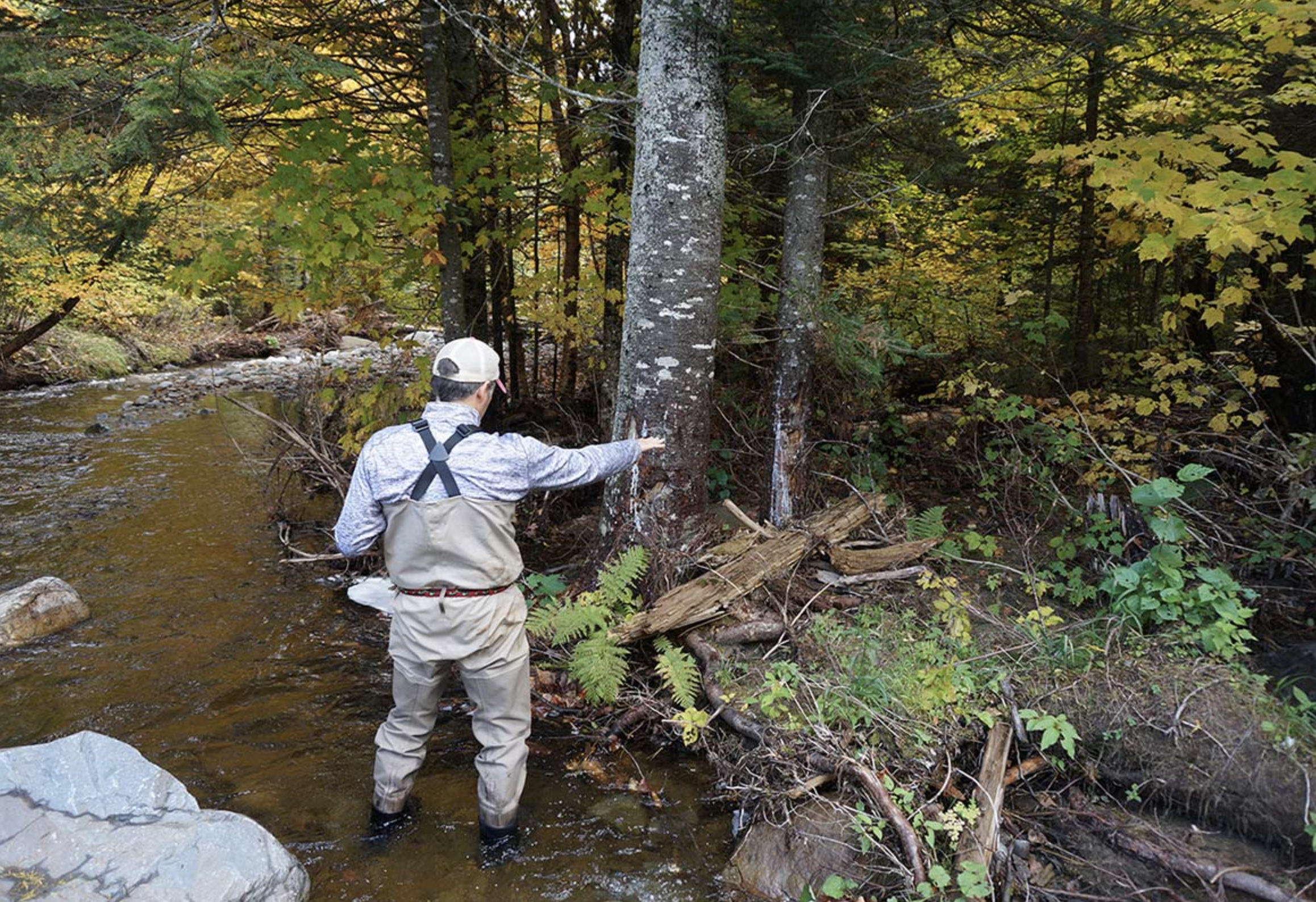 Synder Chapman Brook