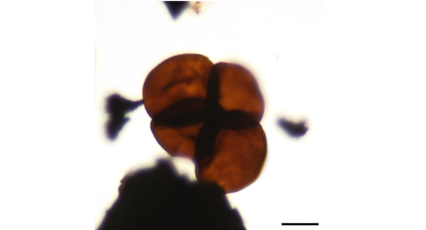 A fossil record of land plant origins from charophyte algae
