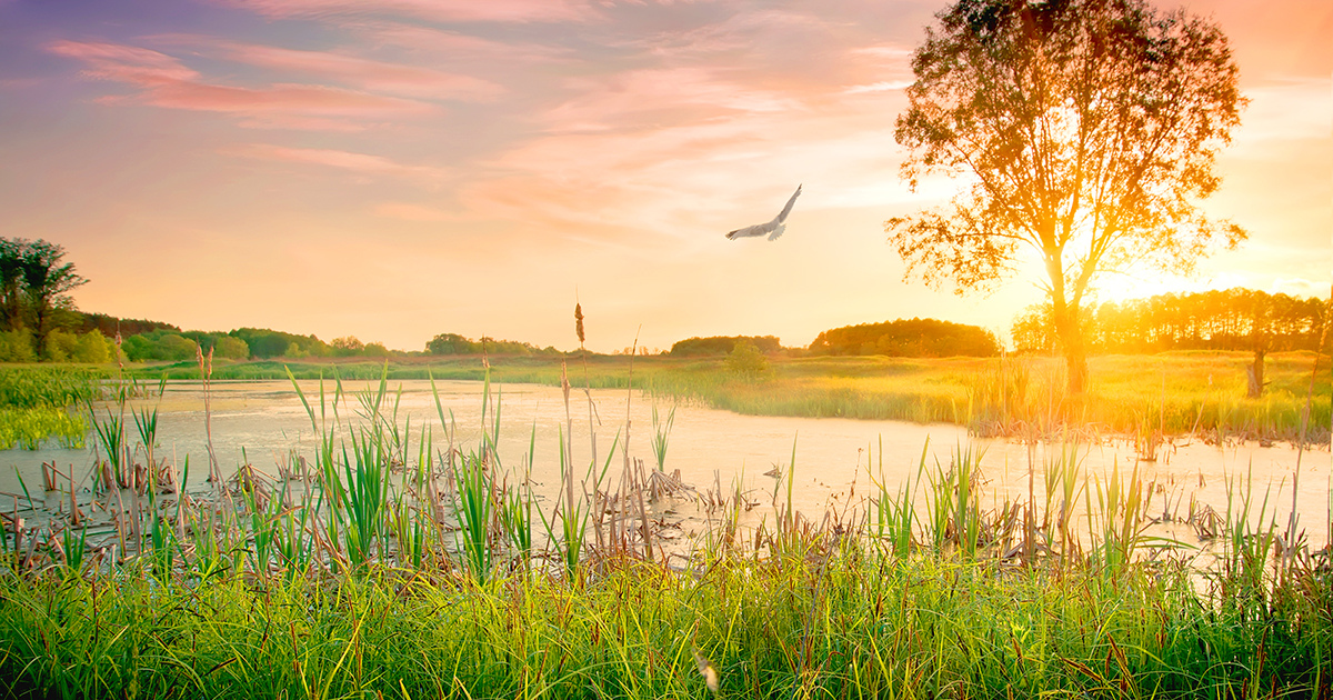 A bird flying over a wetland with sun setting behind a tree.