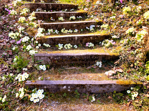 An outdoor flight of stone stairs curving up to left with white and purple flowers