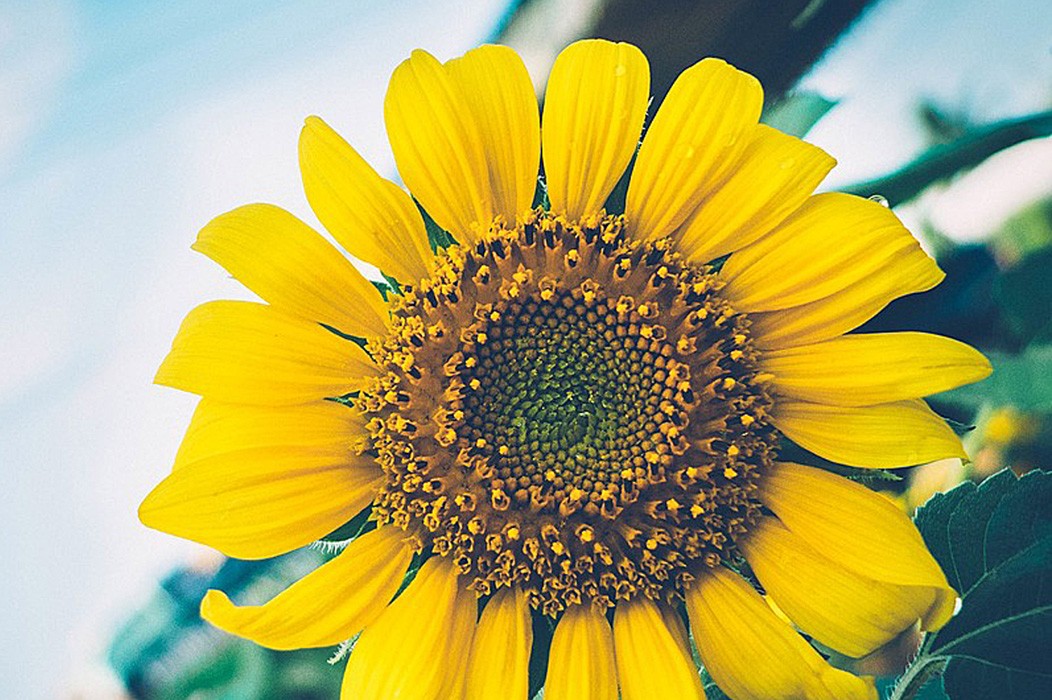 sunflower 500